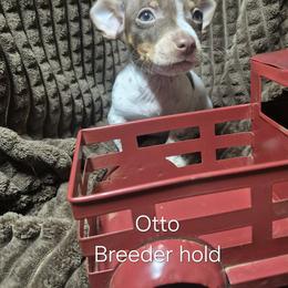 Otto - White and chocolate male Teddy Roosevelt Terrier puppy in Murray, Kentucky from Froschwald German Shepherds and Xanadu Teddy Roosevelt Terriers
