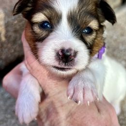 Purple - White and sable female Papillon puppy in Chattanooga, Oklahoma from Lottie Dottie Scottie’s and Papillons