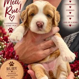 Rue - Ruby - Apricot female Assorted Doodle Crosses puppy in Las Vegas, Nevada from Gemstone Gang Doodles