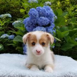 American Corgi and Pembroke Welsh Corgi Puppies from Whimsical Treasure Corgis
