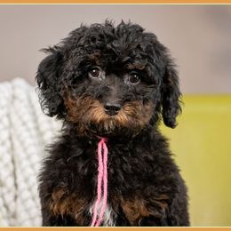 Elphie - Brown and tan female Cockapoo puppy in Connersville, Indiana from Deaz Doodle Ranch