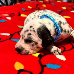 Boy 2 - White and black Dalmatian puppy in Elko, Nevada from Knotts Dalmatians