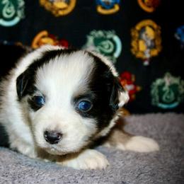 Lion - Blue merle male Australian Shepherd puppy in El Dorado Springs, Missouri from HP Aussie Kennels