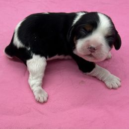 Girl 1 - female Cavalier King Charles Spaniel puppy in Burke, New York from Patti’s Puppies