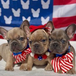 Fizz - Blue fawn male French Bulldog puppy in Miami, Florida from Oceanside French Bulldogs