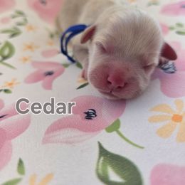 Cedar - male Cavapoochon puppy in Bullard, Texas from Cavapoochon Central LLC
