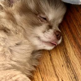Butch Cassidy - Chocolate merle male Pomeranian puppy in Lake Forest Park, Washington from Tea Pup Pomeranians