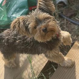 Keno - Yorkshire Terrier