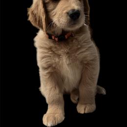 Golden Retriever Puppies from Washington Lakeside Goldens