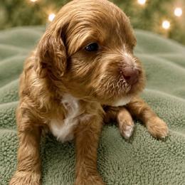 Glory - Purple Collar - Apricot female Goldendoodle puppy in Huntsville, Alabama from Falcon Ridge Doodles