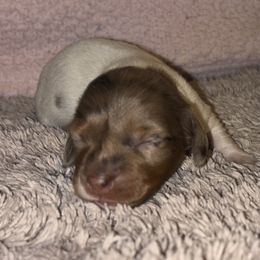 Dachshund Puppies from Whitesboro Dachshund