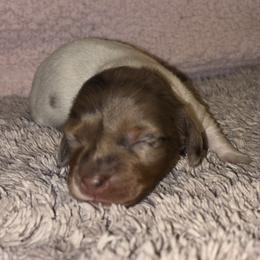 Dachshund Puppies from Whitesboro Dachshund