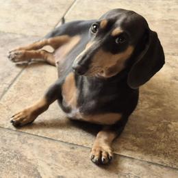 Saphie - Dachshund