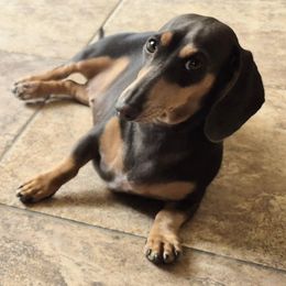 Saphie - Dachshund