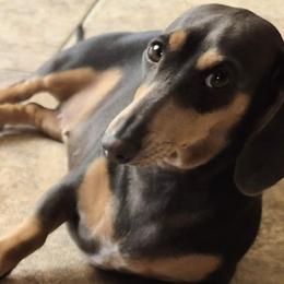 Saphie - Dachshund