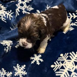 Ridoc - Brown white and tan male Cocker Spaniel puppy in Bliss, New York from AK Another Shot Kennel