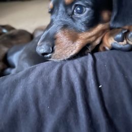 Dachshund Puppies from Cogsworth Cromwell Dachshunds of South West Michigan