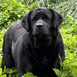 Hippie - Labrador Retriever