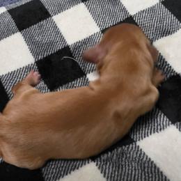 Allie - Red female Dachshund puppy in Port Charlotte, Florida from Belinda's little darlings dachshunds