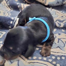 Blue - Black and tan male Dachshund puppy in Mulberry, Florida from J's Mini Dachshunds