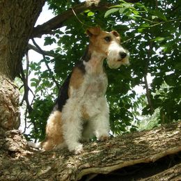 Wire Fox Terriers from Terra