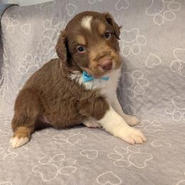 Colby - Red tri-color male Australian Shepherd puppy in Pamplin, Virginia from Hope & Joy Acres