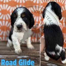 Road Glide - Black white and tan male English Springer Spaniel puppy in Fond Du Lac, Wisconsin from Clucking Homestead Springers & Dachshunds