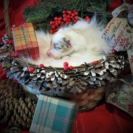 Australian Shepherd Puppies from Camas Creek Australian Shepherds