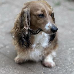 Dachshund puppies from M.H.P Dachshunds