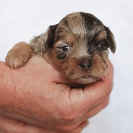 Twix - Merle male Shihpoo puppy in Nickelsville, Virginia from The Teddybear Shihpoo