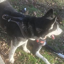 Companion Crosses and Siberian Huskies from High Mountain Dalusky's
