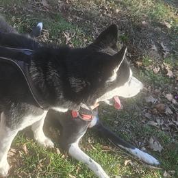 Companion Crosses and Siberian Huskies from High Mountain Dalusky's