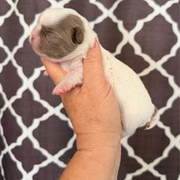 Gage - Blue and white male Chihuahua puppy in Newport Beach, California from Exotic City Pomeranians and chihuahuas
