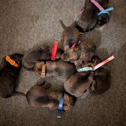 Aqua - Sable female German Shepherd puppy in Motley, Minnesota from Von Thomson Haus
