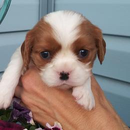 Cavalier King Charles Spaniels from Minas Colorado Cavalier Cuties