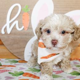 Pete - Cream male Poodle puppy in Hugo, Oklahoma from Ann R.