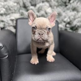 Boy 2 - Fawn and white male French Bulldog puppy in Alexandria, Virginia from Boss Lady Kennel
