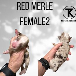 Daisy -RMF2 - Red merle female Miniature Australian Shepherd puppy in Nacogdoches, Texas from TK Standard, Mini, & Toy Aussies