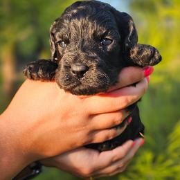 Anchor - Black male Cockapoo puppy in Indiahoma, Oklahoma from Phamily Doodles