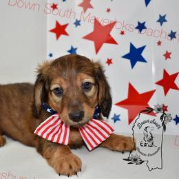 Light blue - Red male Dachshund puppy in Seminary, Mississippi from Down South Mavericks Dachshunds