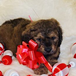 Glock - Sable male Saint Berdoodle puppy in Swartz Creek, Michigan from Whisky Paws Saint Berdoodles and Poodle Pups