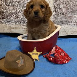 Cockapoo Puppies from Country J Canines