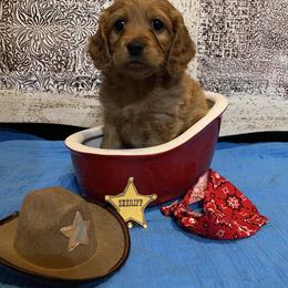 Cockapoo Puppies from Country J Canines