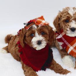 Cavapoo Puppies from Bailey & Bella Cavapoos