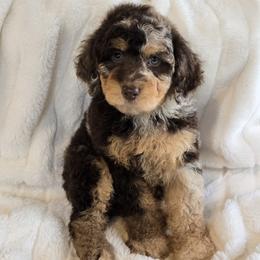 Maturity - Brown merle female Aussiedoodle puppy in Cleveland, Georgia from Jam's Doodles And Poodles