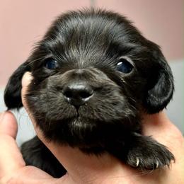 Mania - Black female Dachshund puppy in Huntington, Arkansas from Rockstar.Weiners