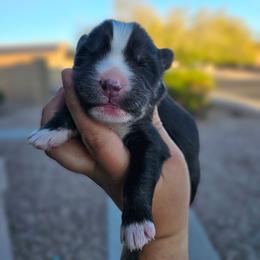 Juliet - Black and white female Siberian Husky puppy in Buckeye, Arizona from Anime Huskies