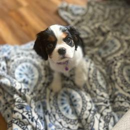 Charli - Tri-color female Cavalier King Charles Spaniel puppy in Hixson, Tennessee from Erickson Cavaliers
