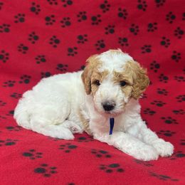 Patriot - Parti male Poodle puppy in New Britain, Connecticut from Poodles of New England