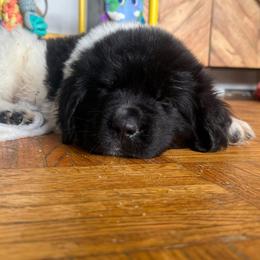 Hopper - White and black male Newfoundland puppy in Claremont, New Hampshire,, New Hampshire from Kinson Ridge Giants